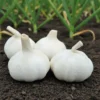 Chinese Pure White Garlic